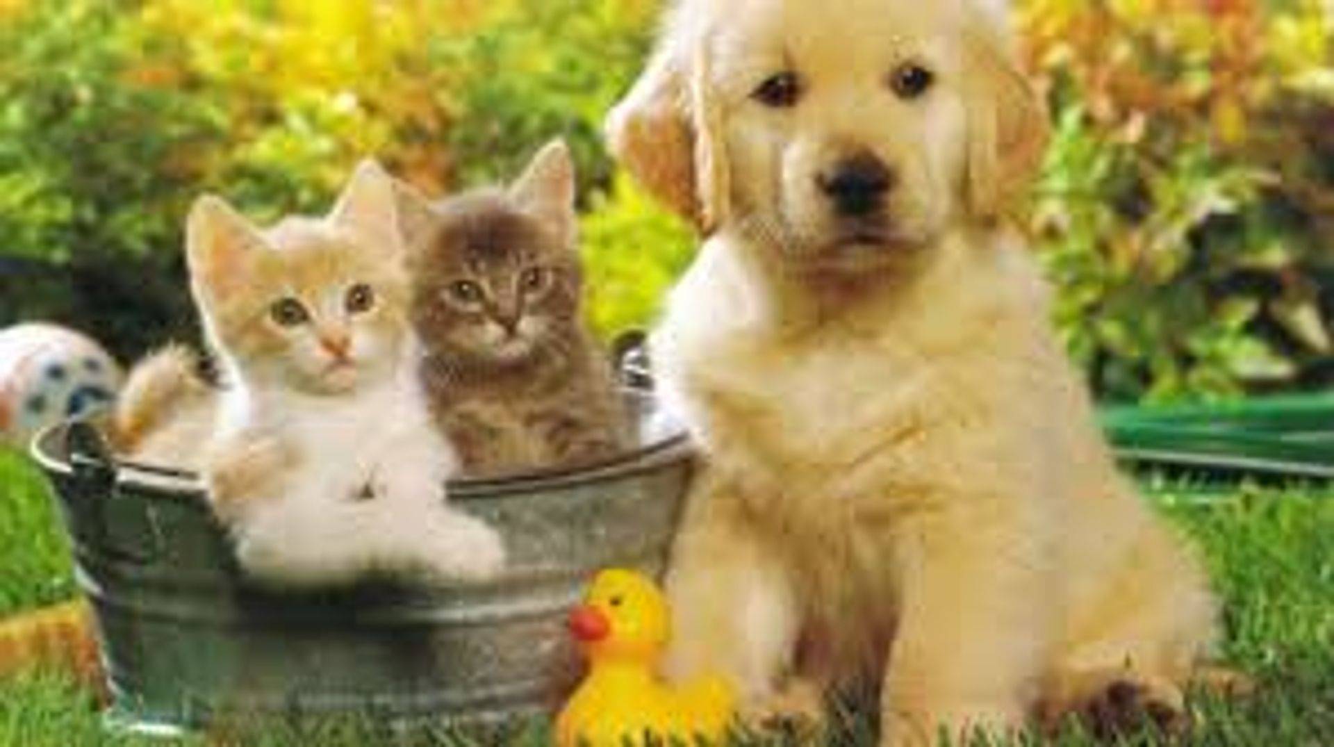 KITTEN AND PUPPY CARE