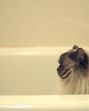 Feline Grooming
